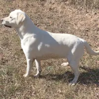 Snow, a male Labrador Retriever for sale in Princeton, NC – Photo 8 of 10