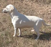 Snow, a male Labrador Retriever for sale in Princeton, NC – Photo 8 of 10