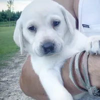 Snow, a male Labrador Retriever for sale in Princeton, NC – Photo 7 of 10