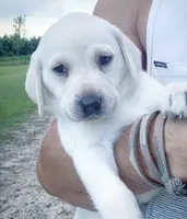 Snow, a male Labrador Retriever for sale in Princeton, NC – Photo 7 of 10