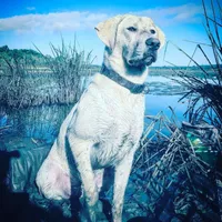 Snow, a male Labrador Retriever for sale in Princeton, NC – Photo 6 of 10