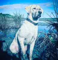 Snow, a male Labrador Retriever for sale in Princeton, NC – Photo 6 of 10