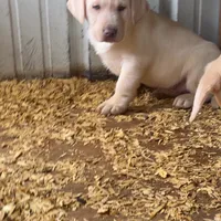 Snow, a male Labrador Retriever for sale in Princeton, NC – Photo 1 of 10