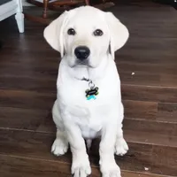 Snow, a male Labrador Retriever for sale in Princeton, NC – Photo 10 of 10