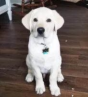 Snow, a male Labrador Retriever for sale in Princeton, NC – Photo 10 of 10