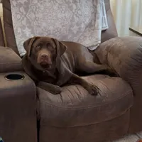 Drake, a male Labrador Retriever for sale in Princeton, NC – Photo 4 of 7