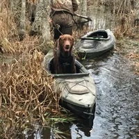 Drake, a male Labrador Retriever for sale in Princeton, NC – Photo 6 of 7