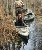 Drake, a male Labrador Retriever for sale in Princeton, NC – Photo 6 of 7