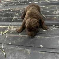 Drake, a male Labrador Retriever for sale in Princeton, NC – Photo 3 of 7
