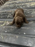 Drake, a male Labrador Retriever for sale in Princeton, NC – Photo 3 of 7