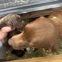 Drake, a male Labrador Retriever for sale in Princeton, NC – Photo 7 of 7