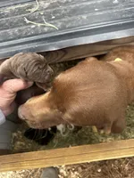 Drake, a male Labrador Retriever for sale in Princeton, NC – Photo 7 of 7