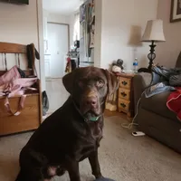 Drake, a male Labrador Retriever for sale in Princeton, NC – Photo 5 of 7