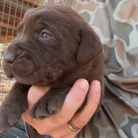 Drake, a male Labrador Retriever for sale in Princeton, NC – Photo 2 of 7
