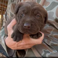 Drake, a male Labrador Retriever for sale in Princeton, NC – Photo 1 of 7