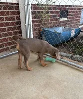 Mismarked silver, a male Labrador Retriever for sale in Princeton, NC – 1 of 7