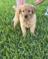 River, a female Golden Retriever for sale in Princeton, NC – 1 of 3