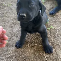 Belle, a female Labrador Retriever for sale in Princeton, NC – Photo 4 of 10