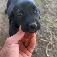 Belle, a female Labrador Retriever for sale in Princeton, NC – Photo 1 of 10