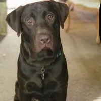 Belle, a female Labrador Retriever for sale in Princeton, NC – Photo 5 of 10