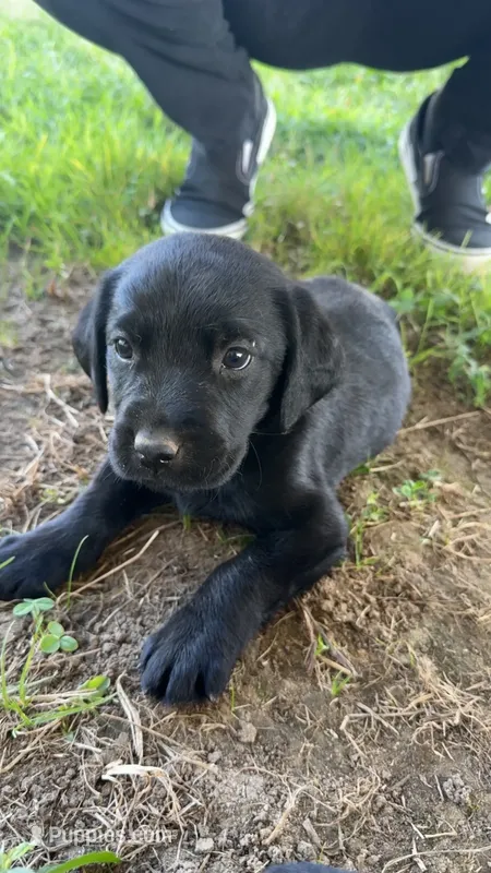 Belle – Labrador Retriever puppy for sale in Princeton, NC
