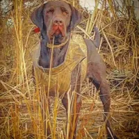 Belle, a female Labrador Retriever for sale in Princeton, NC – Photo 8 of 10
