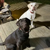 Belle, a female Labrador Retriever for sale in Princeton, NC – Photo 9 of 10