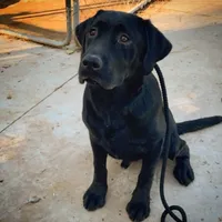 Belle, a female Labrador Retriever for sale in Princeton, NC – Photo 7 of 10