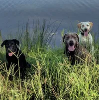 Silver, a male Labrador Retriever for sale in Princeton, NC – 9 of 10