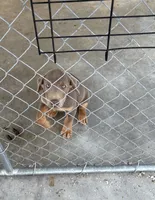 Mismarked silver, a male Labrador Retriever for sale in Princeton, NC – 6 of 7