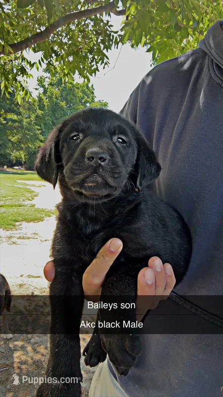 Rosco – Labrador Retriever puppy for sale in Princeton, NC