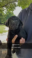 Rosco, a male Labrador Retriever for sale in Princeton, NC – 1 of 9