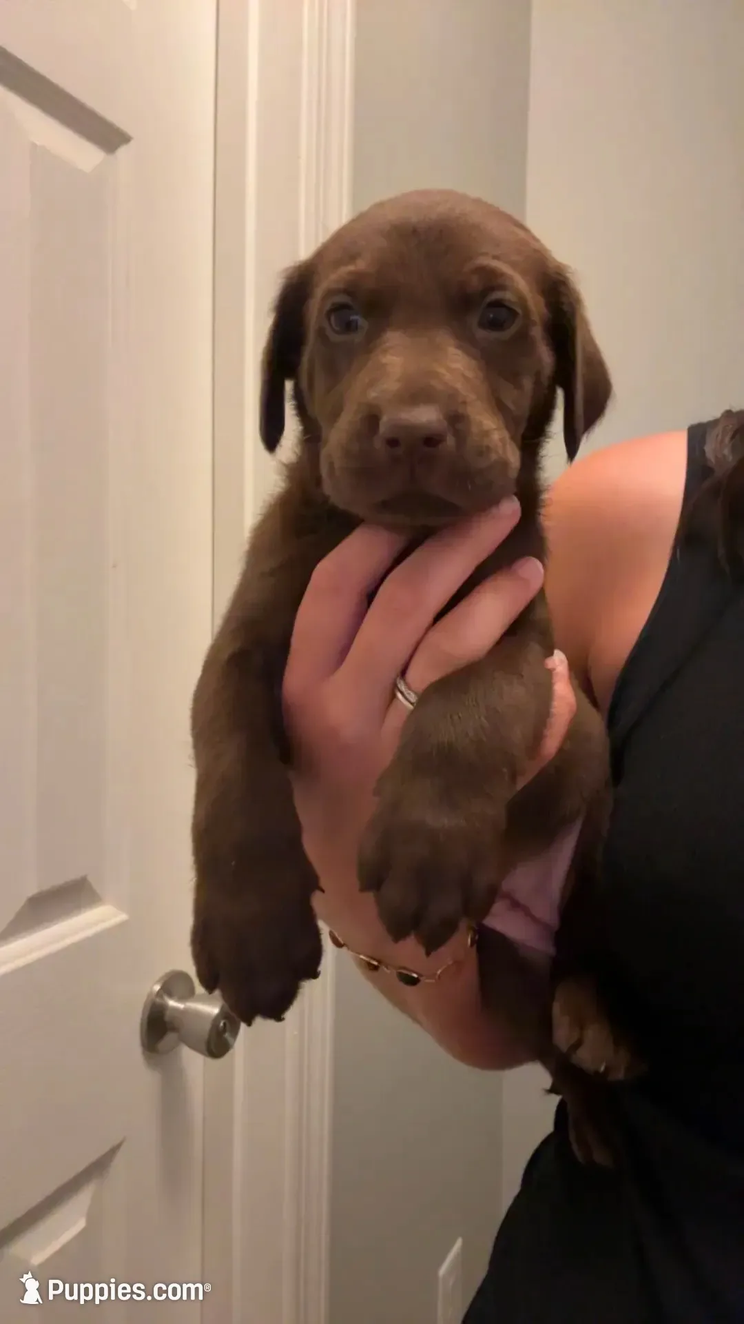 Lilly, a female Labrador Retriever for sale in Princeton, NC – 2 of 9