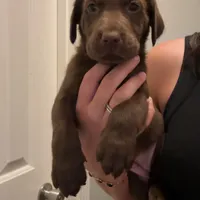 Lilly, a female Labrador Retriever for sale in Princeton, NC – Photo 4 of 9