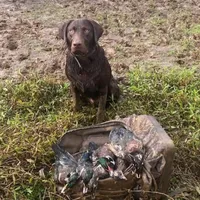 Lilly, a female Labrador Retriever for sale in Princeton, NC – Photo 1 of 9