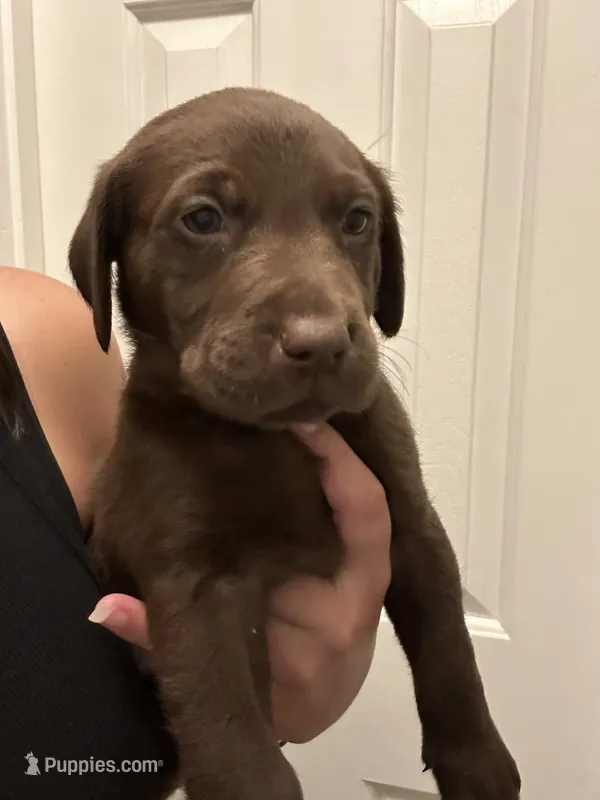Lilly – Labrador Retriever puppy for sale in Princeton, NC