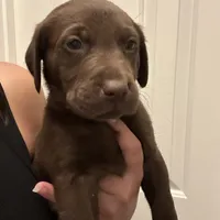 Lilly, a female Labrador Retriever for sale in Princeton, NC – Photo 9 of 9