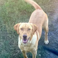 Lilly, a female Labrador Retriever for sale in Princeton, NC – Photo 8 of 9