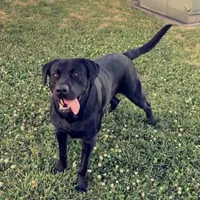 Lilly, a female Labrador Retriever for sale in Princeton, NC – Photo 6 of 9
