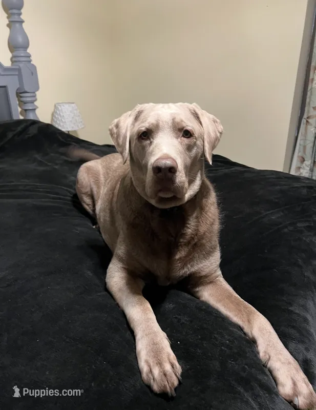 Stella – Labrador Retriever puppy for sale in Princeton, NC