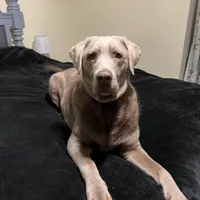 Stella, a female Labrador Retriever for sale in Princeton, NC – Photo 7 of 9