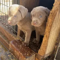 Stella, a female Labrador Retriever for sale in Princeton, NC – Photo 3 of 9