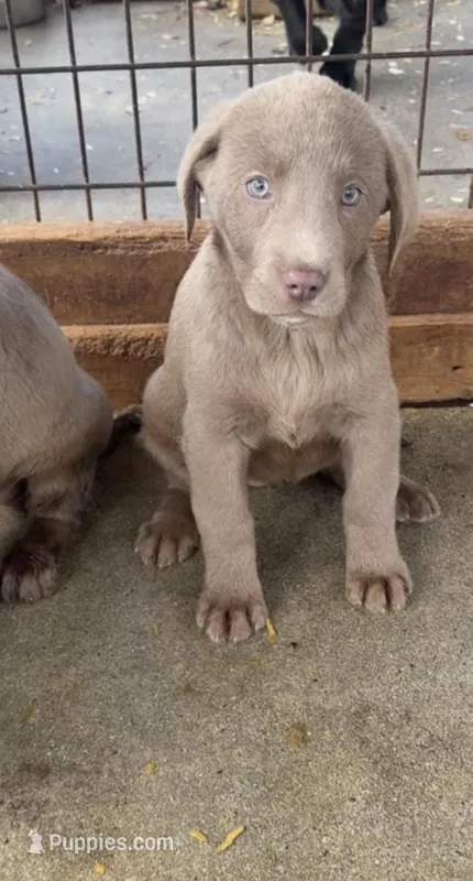Stella – Labrador Retriever puppy for sale in Princeton, NC
