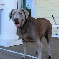 Stella, a female Labrador Retriever for sale in Princeton, NC – Photo 8 of 9