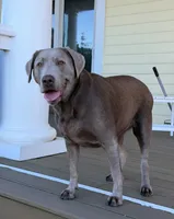 Stella, a female Labrador Retriever for sale in Princeton, NC – Photo 7 of 8