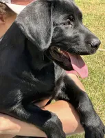 Rosco, a male Labrador Retriever for sale in Princeton, NC – 7 of 9
