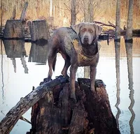Jack, a male Labrador Retriever for sale in Princeton, NC – 5 of 5