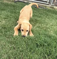 Red boy, a male Labrador Retriever for sale in Princeton, NC – 4 of 4