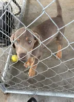 Mismarked silver, a male Labrador Retriever for sale in Princeton, NC – 2 of 7