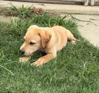 Red boy, a male Labrador Retriever for sale in Princeton, NC – 3 of 4